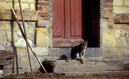 Chat fermier